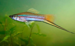 Меченосец Радужный