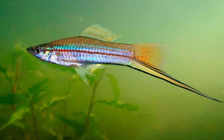 Меченосец Радужный