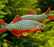 Микрорасбора Галактика