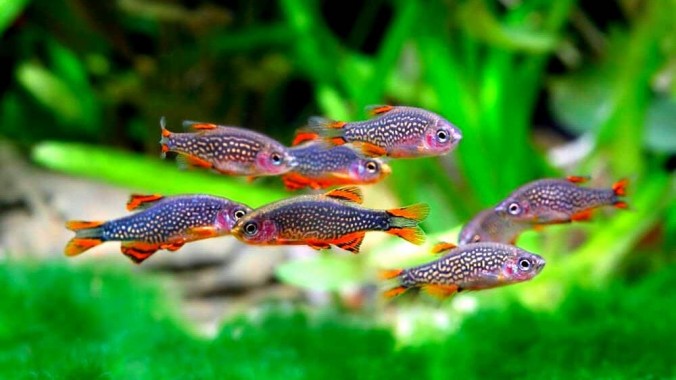 Микрорасбора Галактика (Danio margaritatus)