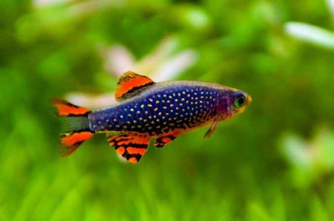 Микрорасбора Галактика (Danio margaritatus)