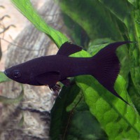 Молинезия Чёрная Лира