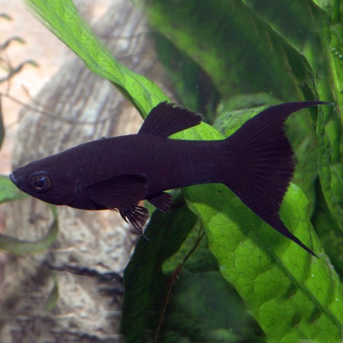 Молинезия Чёрная Лира