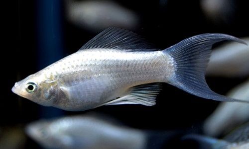 Молинезия Снежинка