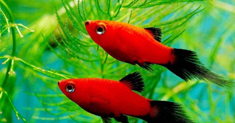 Пецилия Редиска