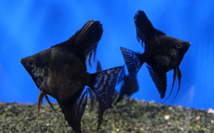 Скалярия Чёрный Бархат