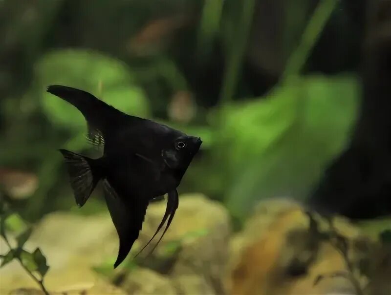 Скалярия Чёрный Бархат