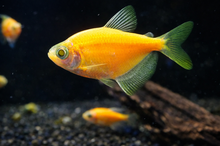 Тернеция ГЛО Жёлтая