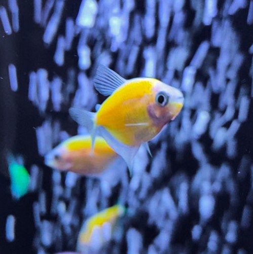 Тернеция ГЛО Жёлтая