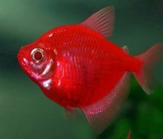 Тернеция ГЛО Рубин