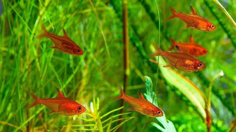 Тетра Аманда