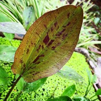 Эхинодорус Шлютера "Леопард"