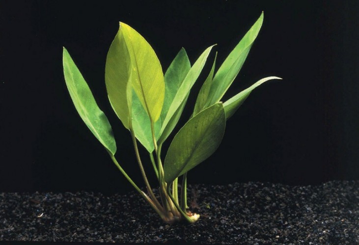 Анубиас Конгензис