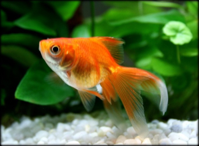 Риукин Красный