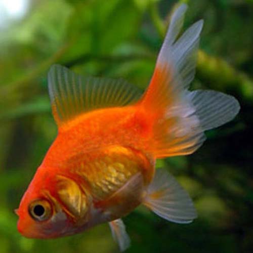 Риукин Красный