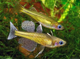 Радужница Псевдомугил Гертруды