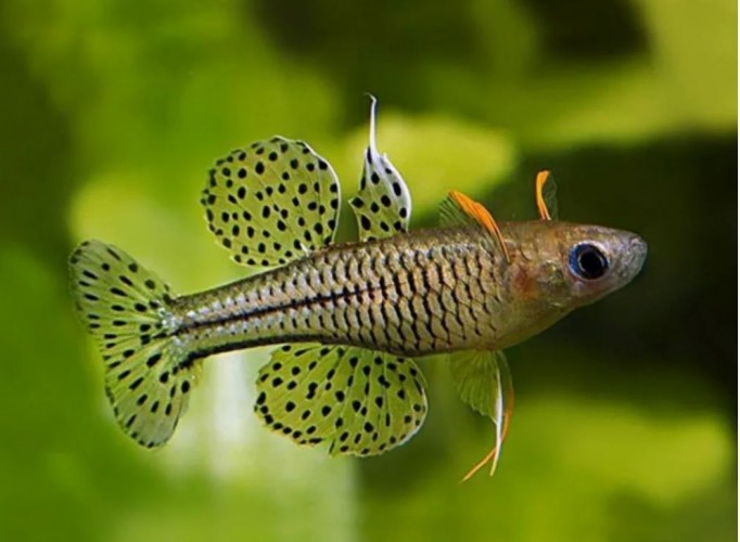 Радужница Псевдомугил Гертруды