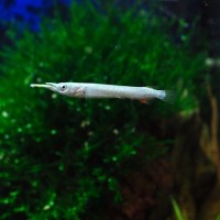 Полурыл Серебряный