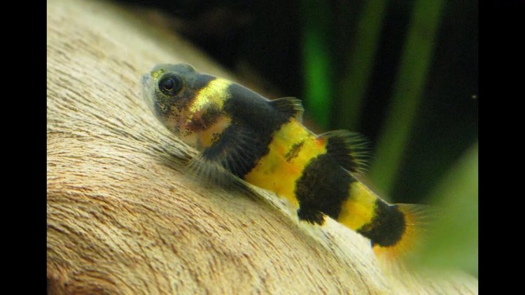 Бычек Пчелка