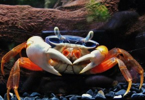 Краб Радужный
