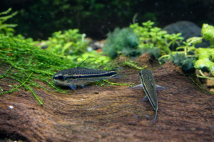 Коридорас Пигмей