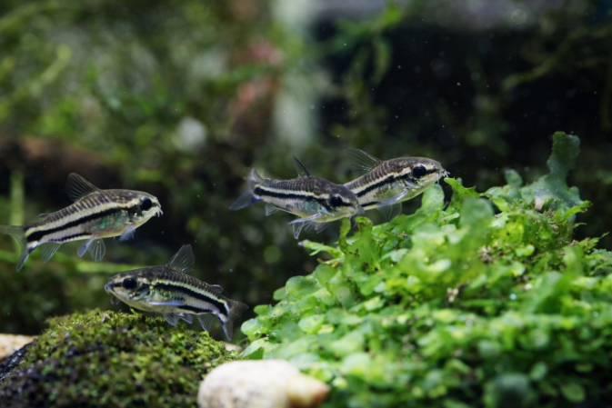 Коридорас Пигмей