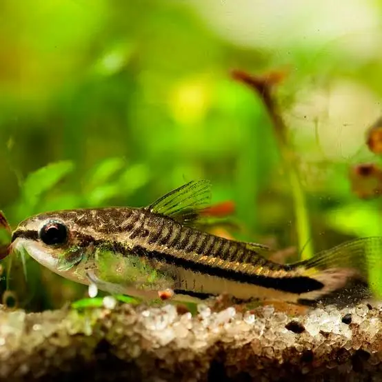 Коридорас Пигмей (Corydoras pygmaeus)