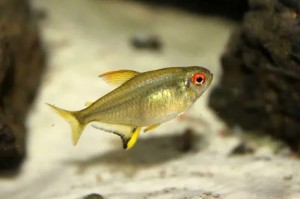 Тетра Лимонная