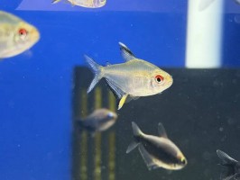 Тетра Лимонная (Hyphessobrycon pulchripinnis)
