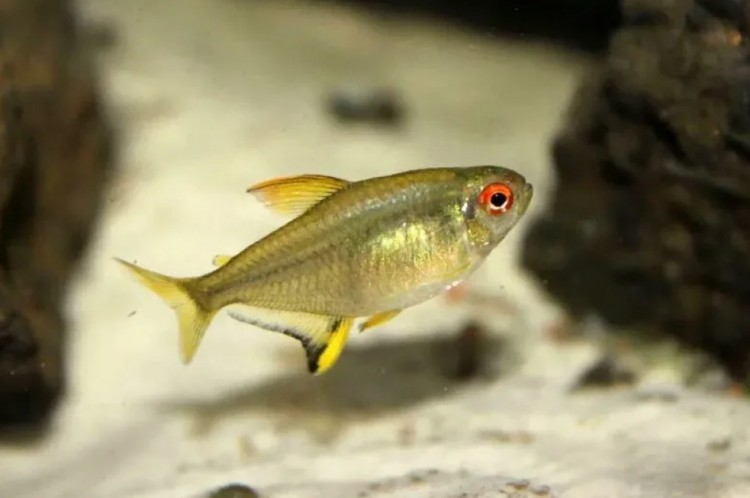 Тетра Лимонная