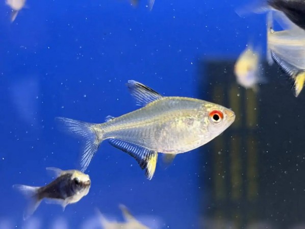 Тетра Лимонная (Hyphessobrycon pulchripinnis)