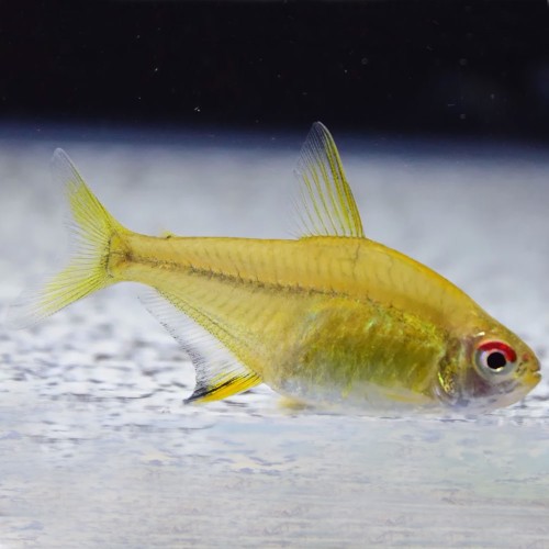 Тетра Лимонная