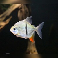 Милеус Шомбурка