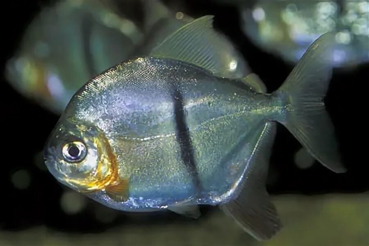 Милеус Шомбурка