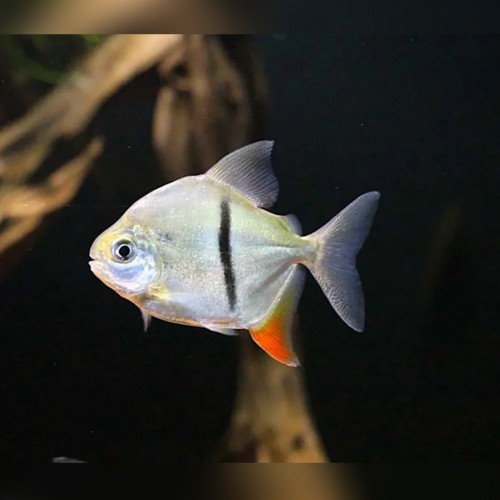 Милеус Шомбурка