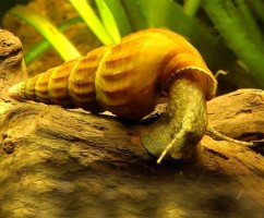 Улитка Геркулес