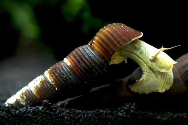 Желтый Кролик