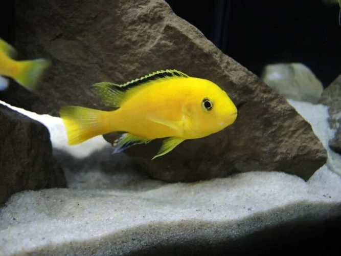 Цихлида Лабидохромис Еллоу