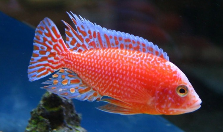 Аулонокара Земляничная