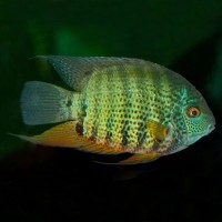 Цихлазома Северум Роктейл красноплечий