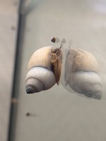 Улитка Филопалюдина Мартенси (Filopaludina martensi)