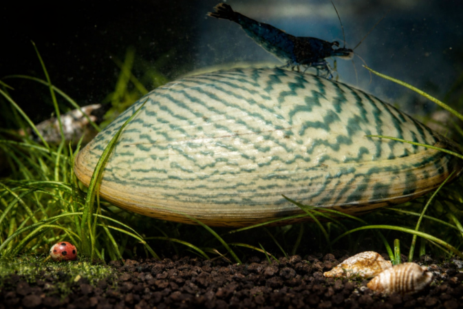 Моллюск Двухстворчатый Криспата