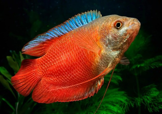 Лялиус Красный