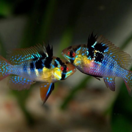 Цихлида Апистограмма Рамирези Dark Color