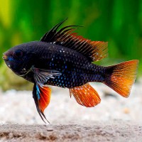 Цихлида Апистограмма Рамирези Темный Шоколад