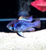 Цихлида Апистограмма Рамирези Темный Сапфир