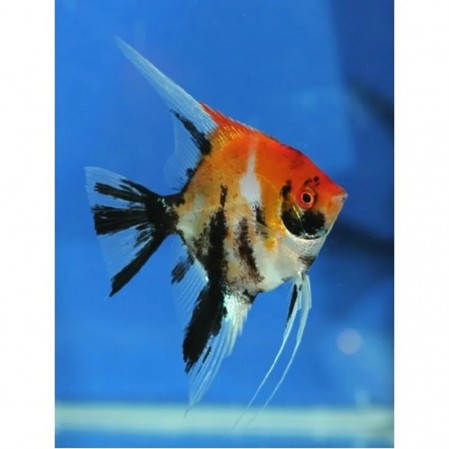 Скалярия Кои