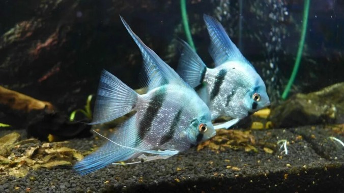 Скалярия Голубая Зебра