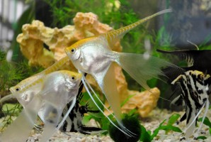 Скалярия Золотая Платина вуаль