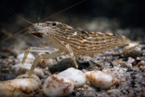 Креветка Амано